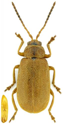 Réf. 197 425 : Galerucella pusilla